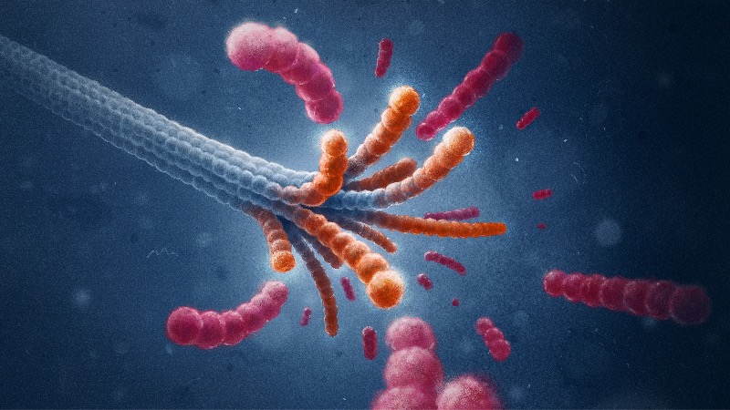 light microscopy