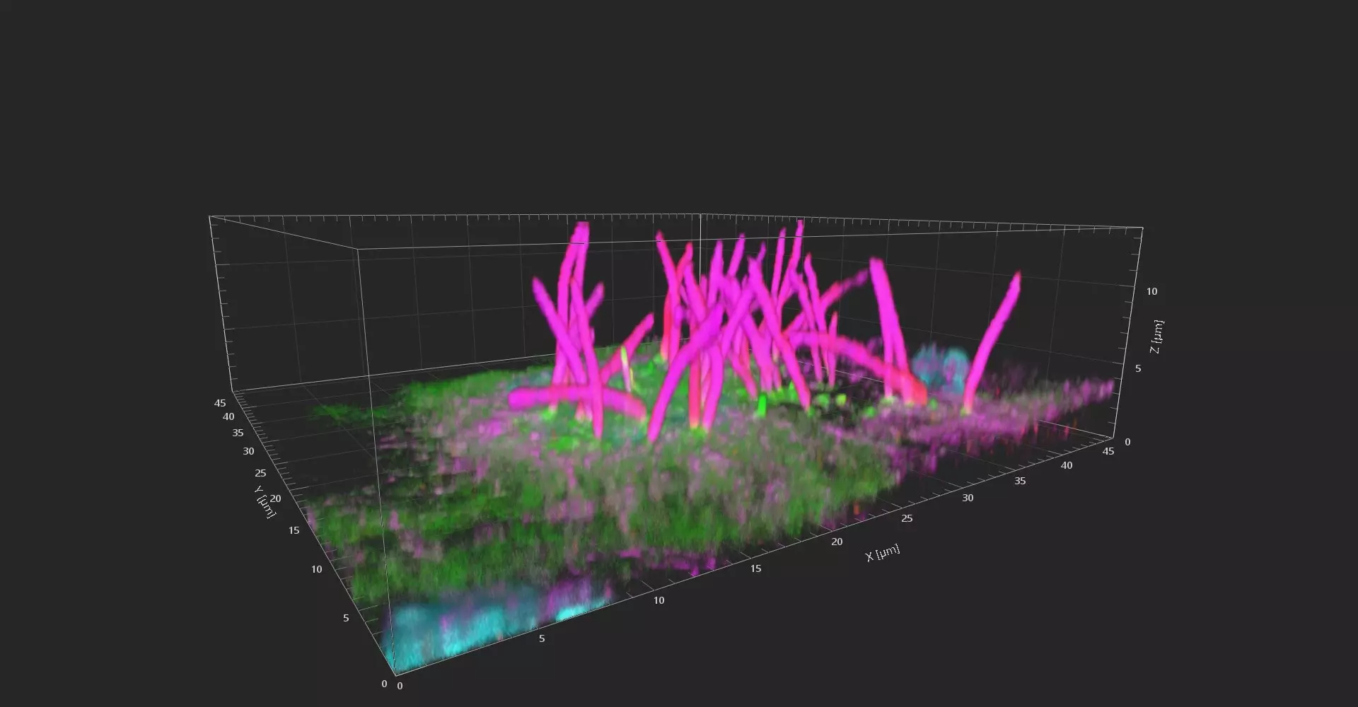 Mammalian ependymal multiciliated cells